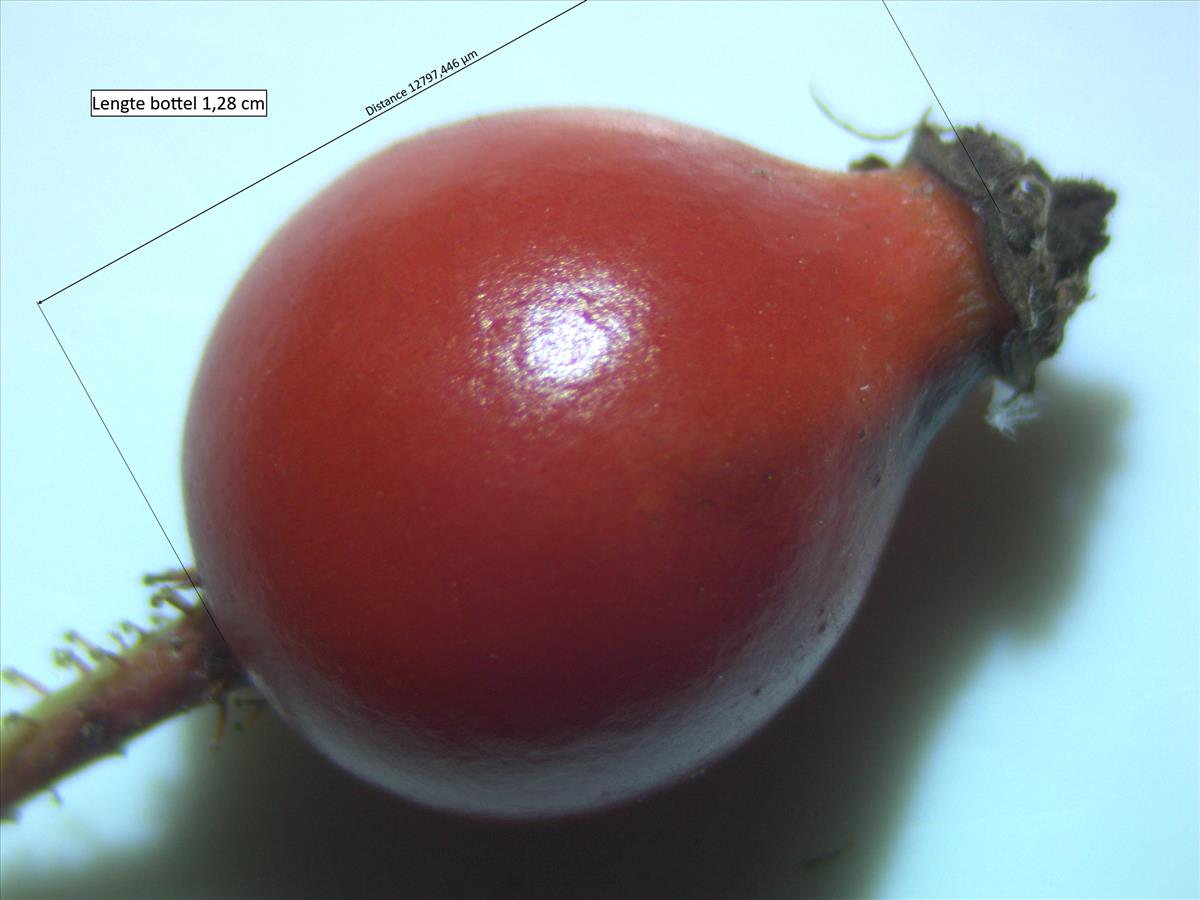 Rosa micrantha (door Jan Klinckenberg)